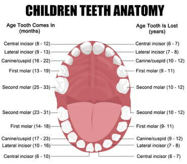 child-teeth-diagram